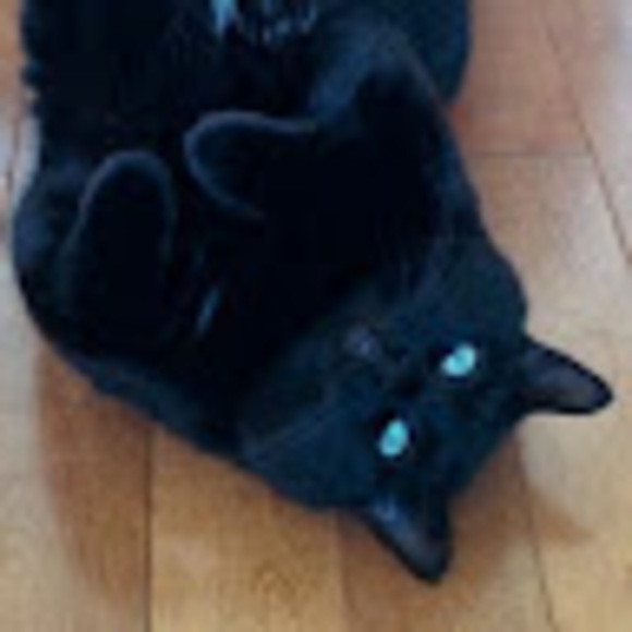bellemorgana